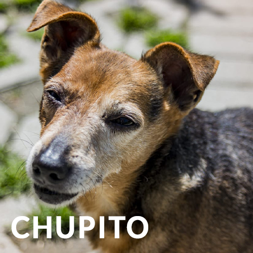 Cane Chupito